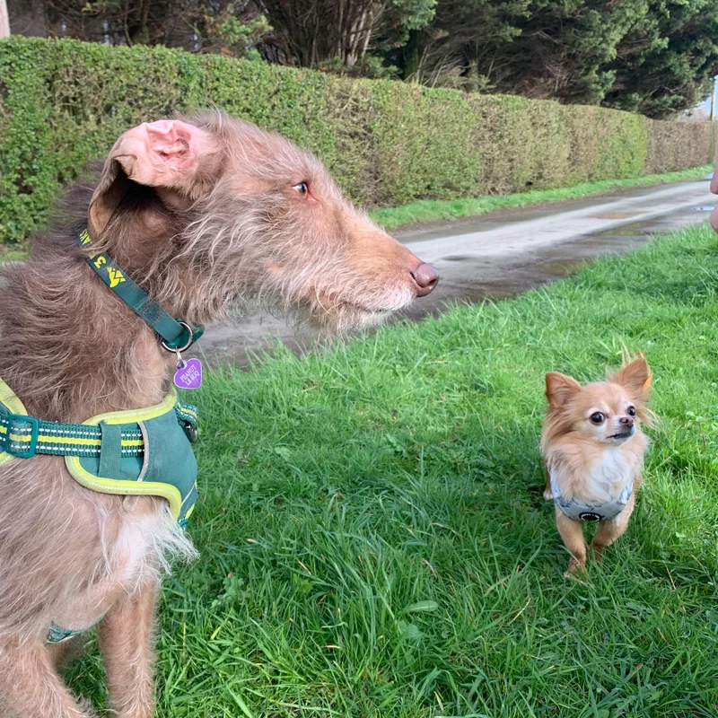 The Kind Canine Co project 2
