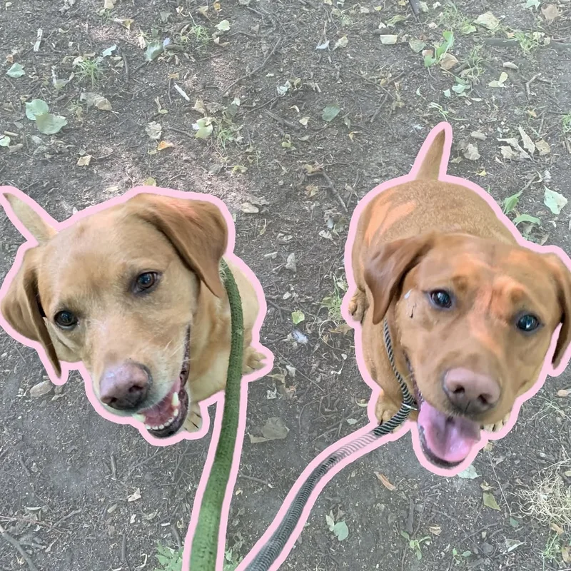 The Kind Canine Co at work