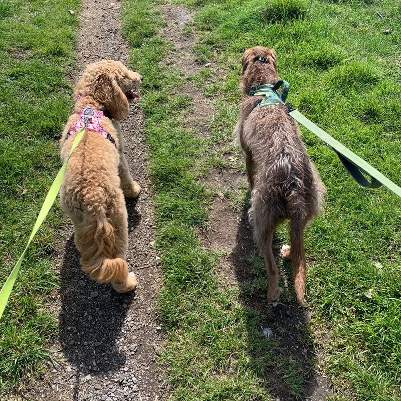 The Kind Canine Co at work