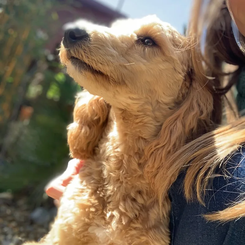 The Kind Canine Co at work